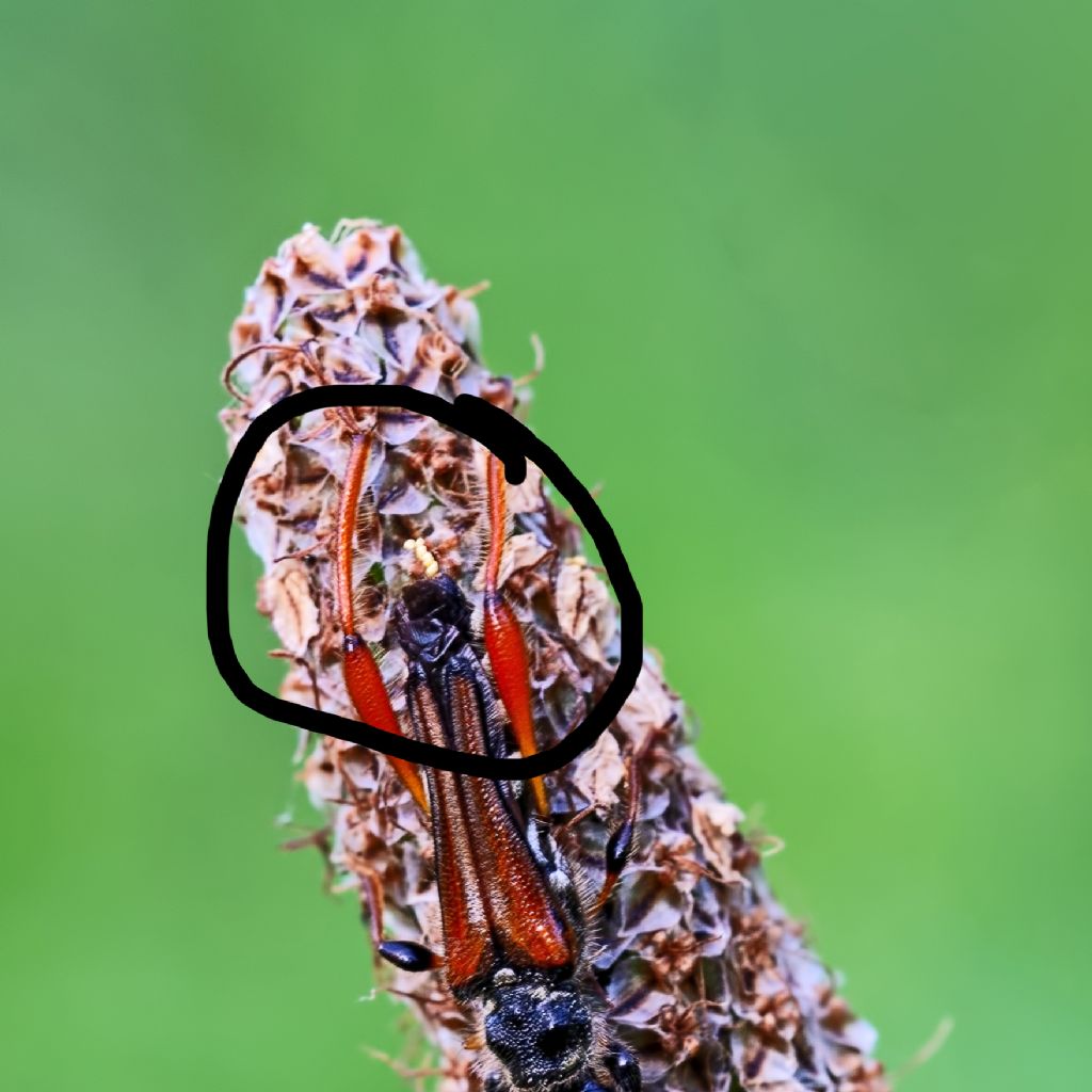 Cerambycidae:  Stenopterus ater
